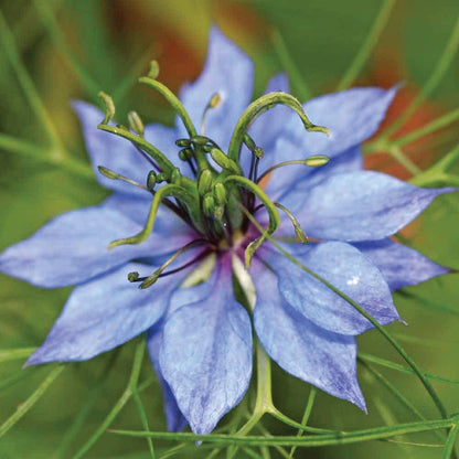 100ml Pure Black Seed Oil 100% Nigella Sativa Cumin Seed Unfiltered Cold Pressed