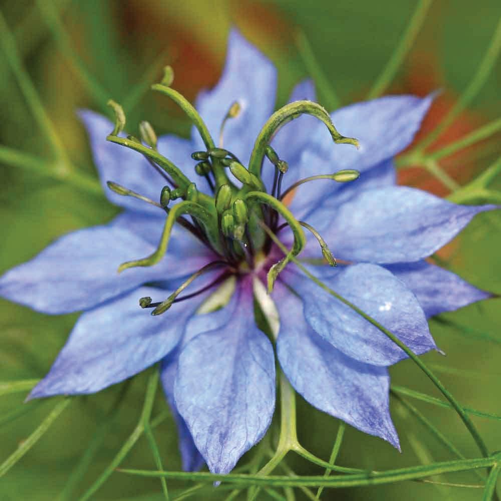 1L Pure Black Seed Oil 100% Nigella Sativa Cumin Seed Unfiltered Cold Pressed